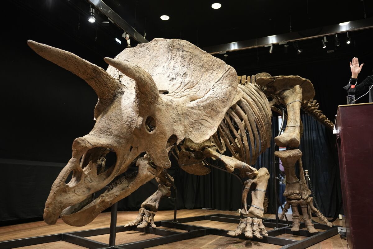 Información adicional sobre el triceratops