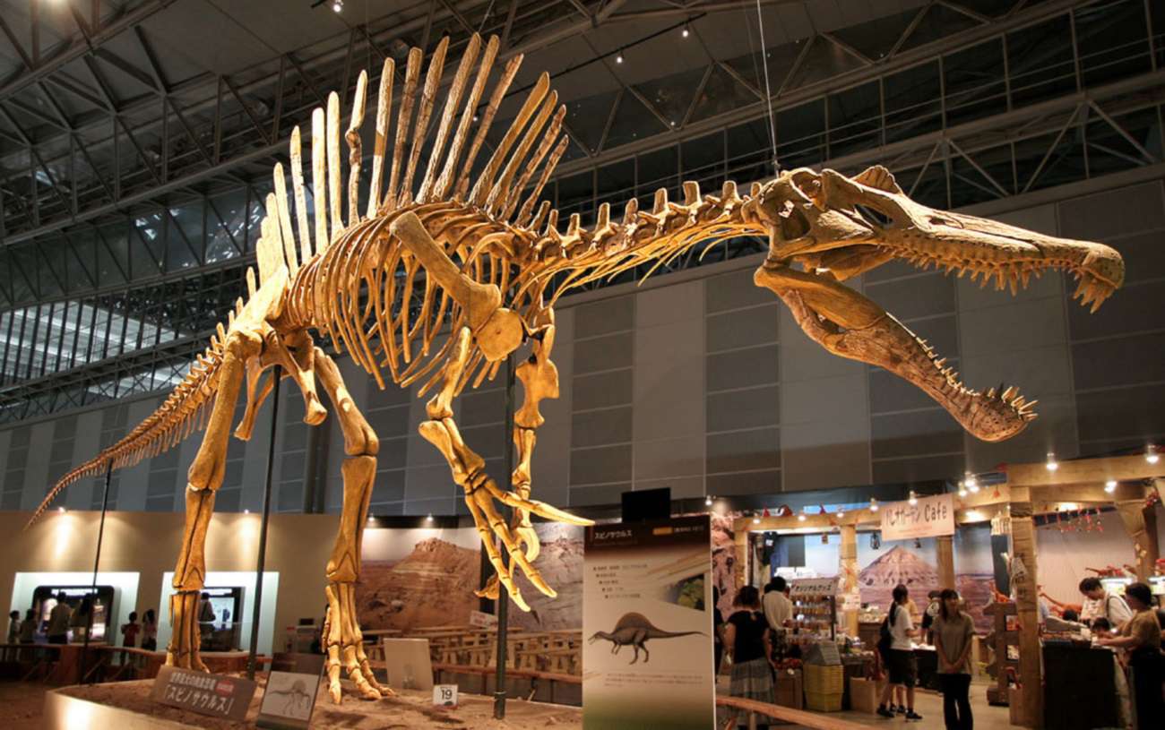 Fósil de Spinosaurus