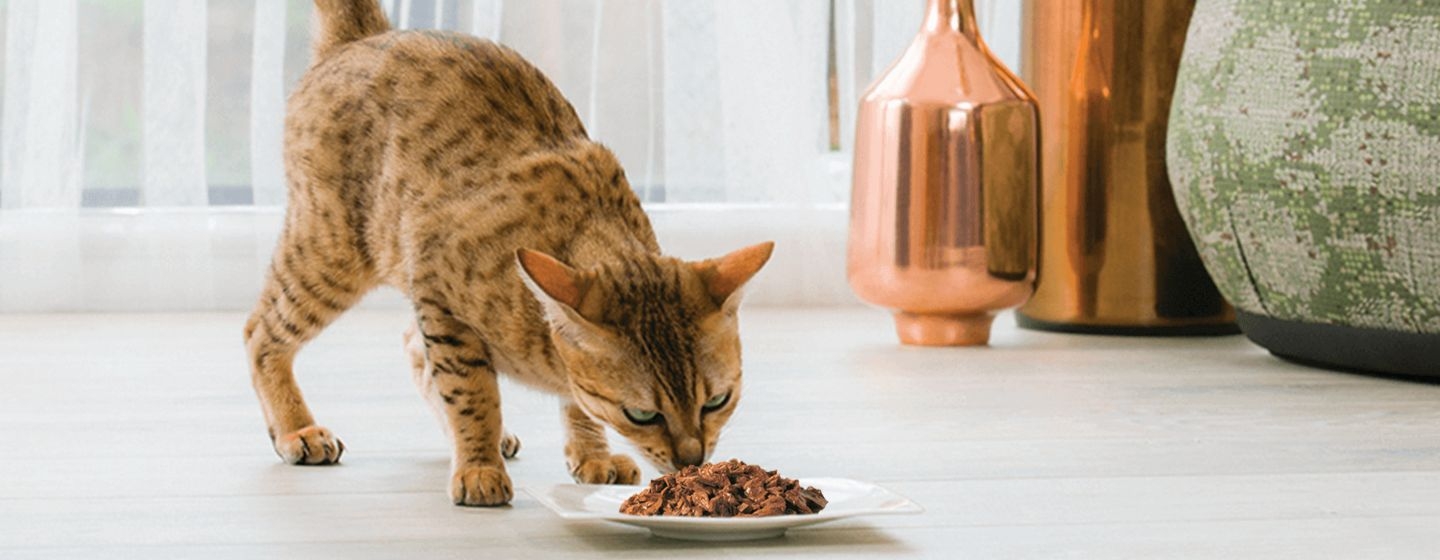 Por qué el pienso para gatos es la mejor opción en lugar de comida de humanos