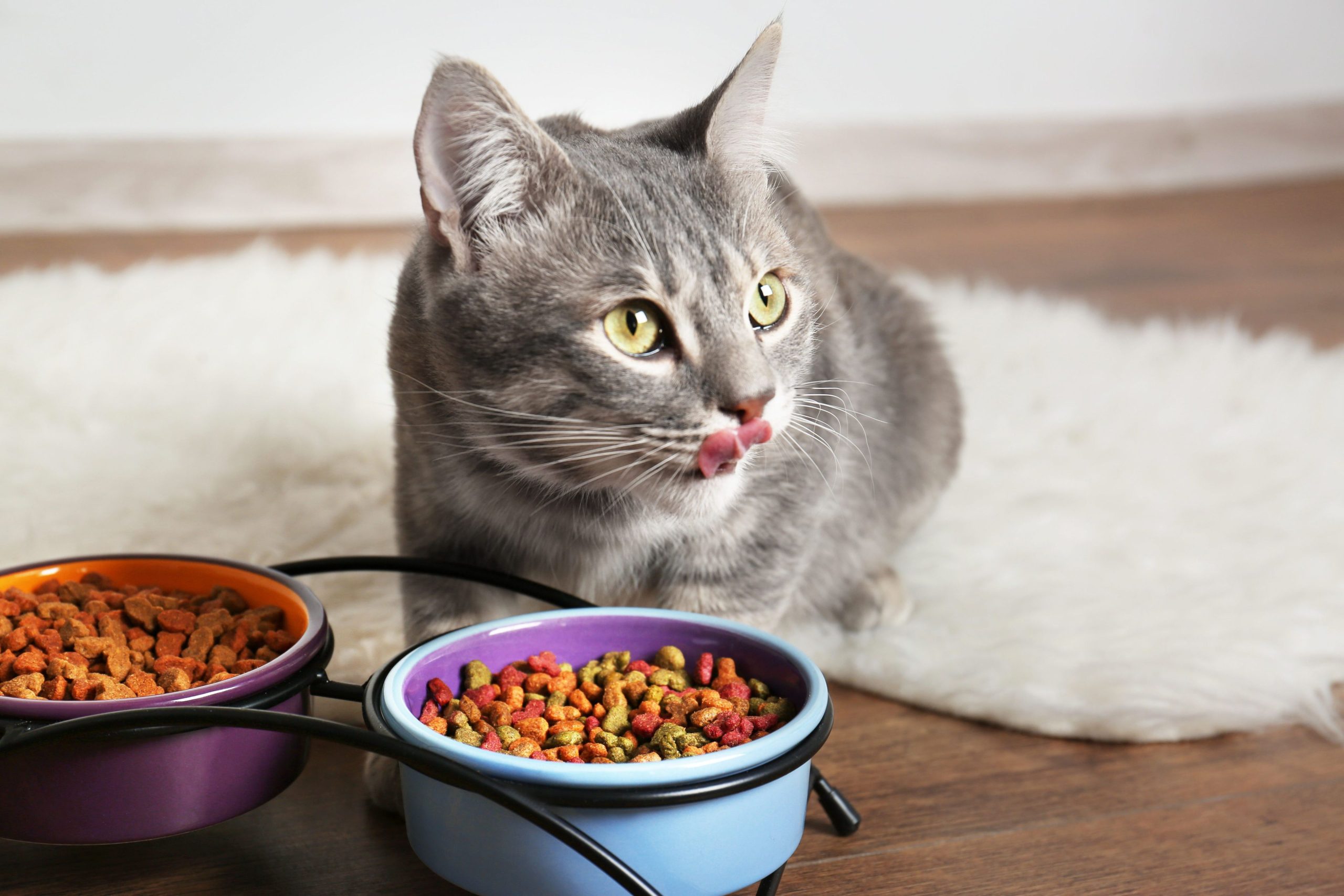 Desventajas de la comida de humanos para gatos
