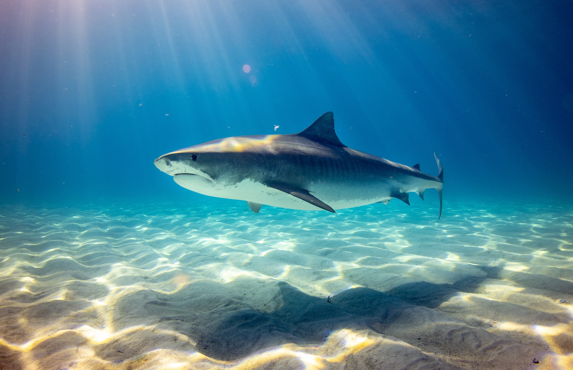 Estos son los tiburones más raros de la naturaleza