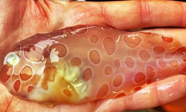 ¿Qué misterioso ser es el pez gelatina y cuáles son sus características?