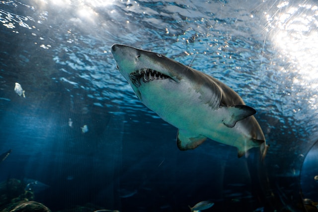 aprende sobre los tiburones más raros de la naturaleza