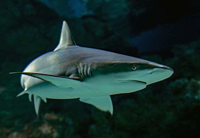 conoce los los tiburones más raros de la naturaleza