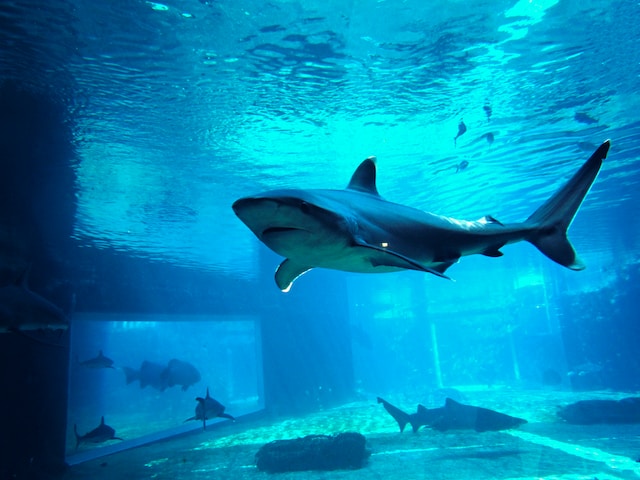 todo sobre los los tiburones más raros de la naturaleza